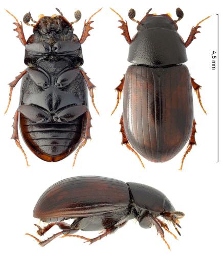 Réf. 318 015 : Planolinus fasciatus